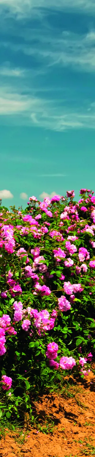 Geniesse Romantik im Tal der Rosen